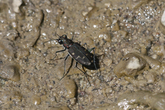 Cicindela oregona oregona
