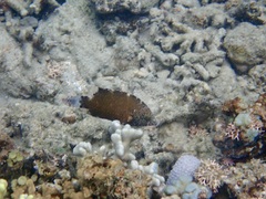 Cheilinus chlorourus