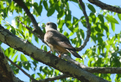 Cacomantis variolosus