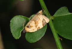 Neocalyptis liratana