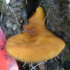 Austropaxillus