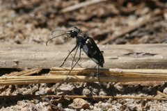 Cicindela oregona oregona