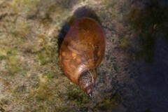 Pseudosuccinea columella