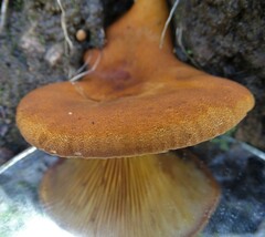 Austropaxillus