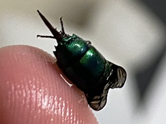Chrysis smaragdula