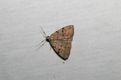 Zanclognatha dentata