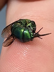 Chrysis smaragdula