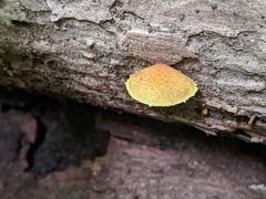 Pholiota subsulphurea