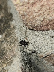 Chalcodermus aeneus