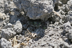 Cicindela amargosae