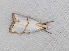 Pseudargyria interruptella