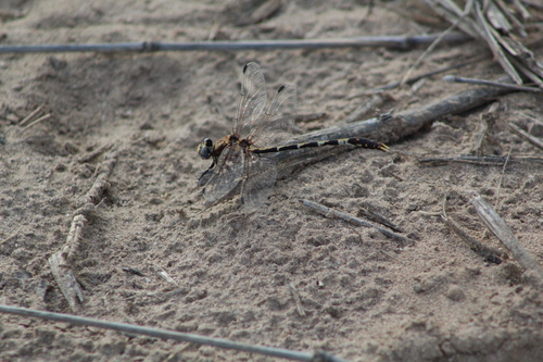 Gray Sanddragon photo 4