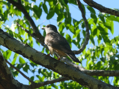 Cacomantis variolosus