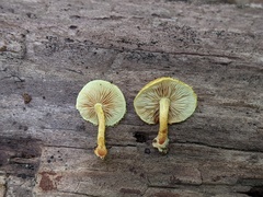 Pholiota subsulphurea