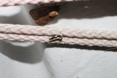 Monopis dorsistrigella