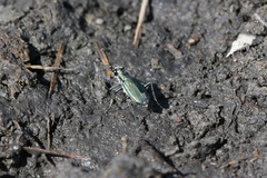 Cicindela amargosae