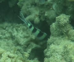 Abudefduf sexfasciatus