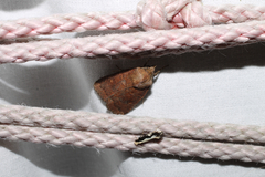 Monopis dorsistrigella