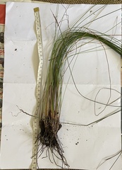 Mesomelaena graciliceps