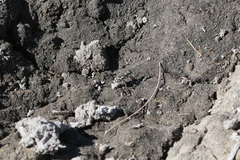 Cicindela haemorrhagica
