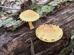 Pholiota subsulphurea