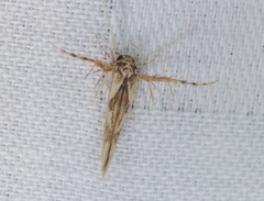 Stathmopoda stimulata