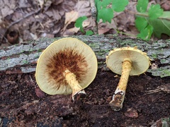 Pholiota subsulphurea