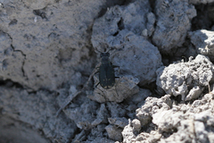 Cicindela amargosae