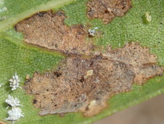 Homilopsocidea
