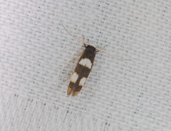 Stathmopoda paradiplaspis