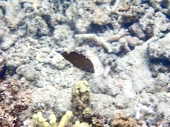 Cheilinus chlorourus