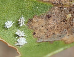 Homilopsocidea