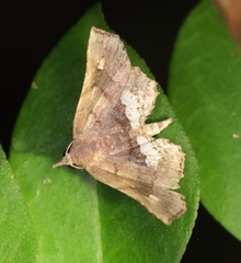 Throana pectinifer