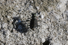 Cicindela amargosae