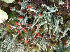 Cladonia bellidiflora