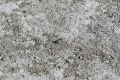 Cicindela willistoni echo