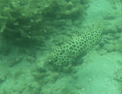 Epinephelus quoyanus