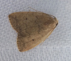 Anachrostis