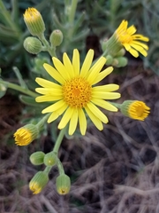 Senecio heterotrichius
