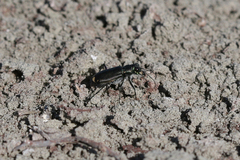 Cicindela amargosae