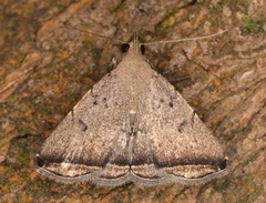 Lysimelia alstoni