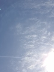 Erythrorchis cassythoides