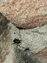 Chalcodermus aeneus