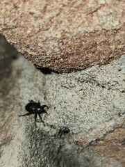 Chalcodermus aeneus