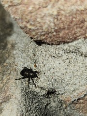 Chalcodermus aeneus