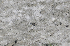 Cicindela willistoni echo