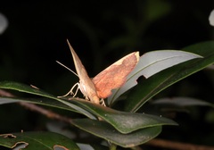 Nothomiza flavicosta