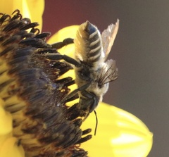 Megachile parallela