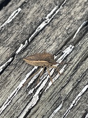 Euschistus ictericus