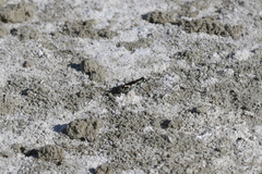 Cicindela willistoni echo